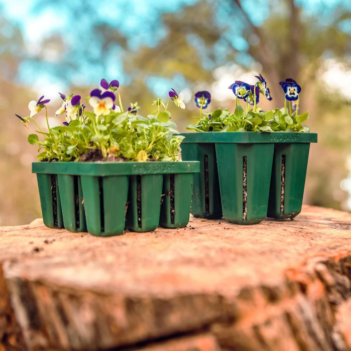 Vego garden Seedling Suite Products, 8 Pack Standard Seedling Trays with 10" x 20" Bottom Watering Trays