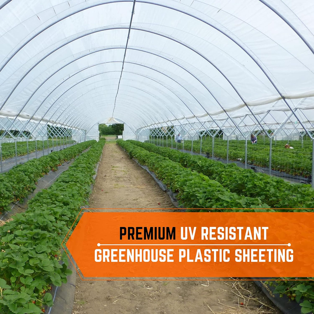 Farm Plastic Supply - Clear Greenhouse Plastic Sheeting - 6 mil - (25' x 14') - 4 Year UV Resistant Polyethylene Greenhouse Film, Hoop House Green House Cover for Gardening, Farming, Agriculture